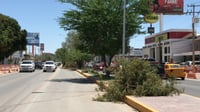 No habrá ecocidio en retiro de árboles del Sistema Vial, asegura director de Medio Ambiente de Torreón