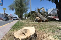Se plantarán hasta 300 árboles: SIDUM ante tala de decenas para construir Sistema Vial Abastos-Independencia