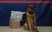 Imagen Agente canino detecta paquete con droga en empresa de mensajería de Torreón