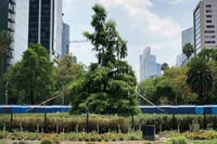 Imagen ¿Tienes una foto de un árbol inolvidable? Este concurso es para ti
