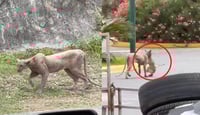 ¿Qué se sabe del puma visto en las calles de Monterrey?