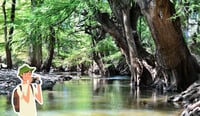 TURISMO ¿Qué actividades puedes realizar en Los Salones, Durango? Un paraje rodeado de ahuehuetes
