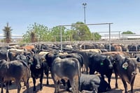 Plagas Estados Unidos reabre gradualmente la frontera a ganado mexicano