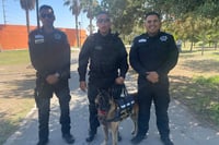 ¿Perrón policía en Saltillo? Él es Bebeto, un héroe del Agrupamiento K9