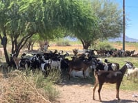Imagen Caprinocultores de ejidos alejados de San Pedro los más beneficiados por las lluvias