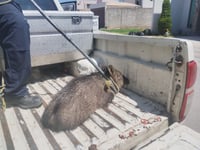 Capturan a uno de tres jabalíes detectados en el sector residencial Viñedos | Video