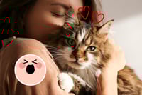 ¿Quieres tener un gato? Estos son los beneficios que tiene el adoptar uno en tu bienestar