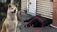 'Hachiko de Culiacán'; perro espera a su dueño que fue asesinado