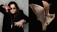 Así fue el momento en que Ozzy Osbourne le arrancó la cabeza a un murciélago | VIDEO