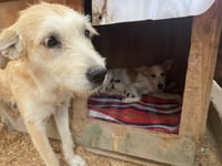 Imagen Lanzan llamado de ayuda para el albergue Alma Animal que atiende a más de 40 canes y felinos