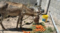 Torreón busca reemplazo de carromatos por vehículos motorizados; burrito rescatado se recupera