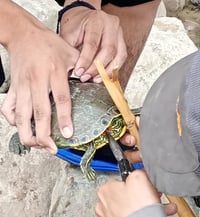 Rescatan a tortuga atrapada en anzuelo en el Cañón de Fernández