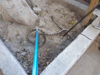 Imagen Capturan víbora en vehículo estacionado en la Zona Industrial de Torreón