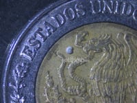 Investigadores de UJED Gómez Palacio descubren caracol más pequeño del mundo en Coahuila