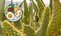 ¿Para qué sirve desayunar nopales?