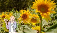 ¿Cuál es el mejor lugar de México para pasear entre los campos de girasoles y cuánto cuesta ir?