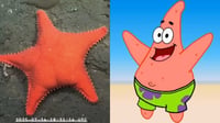¿Patricio Estrella? Hallan estrella de mar que causa sensación en redes