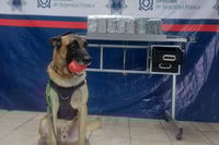 Imagen Aseguran paquete con medicamentos controlados en la Central de Autobuses de Torreón