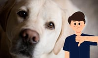 ¿Qué dice la psicología de las personas que no les gustan los animales? 