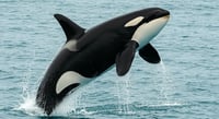Semarnat aprueba nadar con orcas en La Paz, BCS; ¿cuándo es la temporada de avistamiento?
