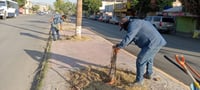 Imagen Llevan a cabo limpieza integral y reforestación en el bulevar Sánchez Madariaga de Gómez Palacio