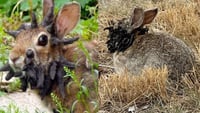 Conejos con 'tentáculos' en EUA (ESPECIAL)