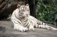 VIDEO | Tigresa de Bengala muere tras ataque de su hijo en zoológico de Colombia ante la mirada de niños y adultos