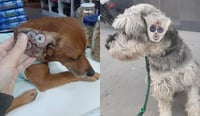 ¡No es maltrato animal! Esta es la razón por la que les cosen botones en las orejas a los perros
