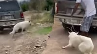 maltrato animal Nuevo caso de crueldad animal, ahora en Ciudad Lerdo