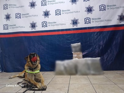 Unidad K9 asegura droga oculta en paquetes de mensajería en la zona centro de Torreón**