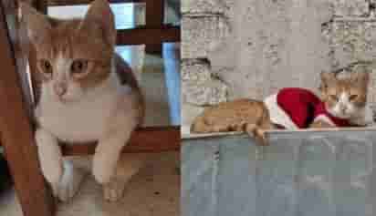 'Kasi', gatito abusado en Puebla.