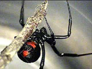 La mordedura de la araña viuda negra afecta el sistema nervioso central, si evoluciona, puede causar la muerte. Los primeros efectos que se producen son una sensación como de muerte.