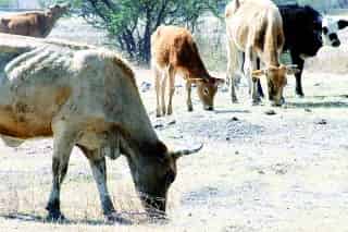 A los ganaderos también les afectó en gran medida que el precio del maíz haya subido enormemente durante el 2007 y en este sentido, los animales también lo han resentido.