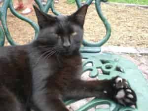 Famosos gatos de seis dedos permanecerán en su museo