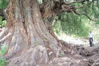 Sabino Grande es un árbol que data de hace más de 500 años, ubicado en Querétaro. (El Universal)