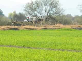 Con el establecimiento de praderas de pasto Buffel se obtiene una cubierta vegetal permanente debido a que es una especie perenne que contribuye a la disminución del proceso erosivo tanto por el agua como por el viento.