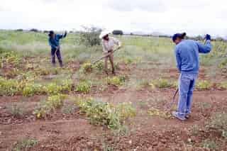 Programas como Monarca no resuelven el problema de fondo que tiene el campo, con su creciente pobreza y marginación, declaró el diputado Gustavo Pedro Cortés.
