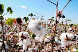 Los campesinos de todos los sectores se están agrupando para exigir que la Conagua les autorice una mayor superficie de riego para el próximo ciclo agrícola, pues consideran que en las presas hay agua suficiente.