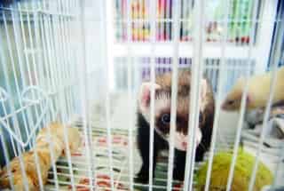 Cada vez es más común observar hurones a la venta en las veterinarias locales.