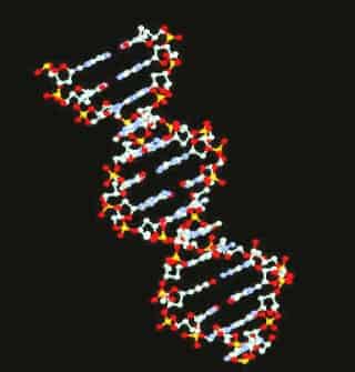 El descubrimiento, identifica que un micro ARN puede controlar de manera indirecta la longitud de los telómeros y lo sitúa como diana terapéutica para luchar contra el cáncer y el envejecimiento. (Cortesía de orbita.starmedia)