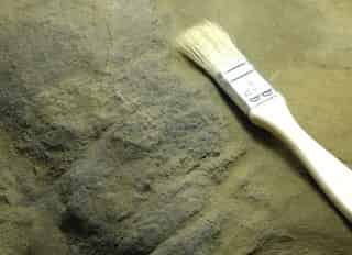 Los investigadores conjeturan que Dakota debe haber quedado enterrado velozmente y en el ambiente ideal para que se preservara la piel. (AP)