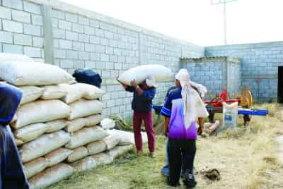 Los productores de frijol de Guadalupe Victoria ya iniciaron la siembra, ya que el 30 de mayo es la fecha límite para llevar a cabo esa actividad (primavera-verano), dio a conocer la Sagarpa.