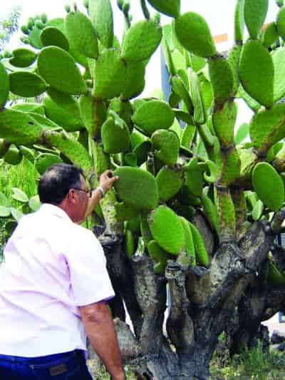 En Durango de manera preventiva desde noviembre pasado se colocaron 300 trampas, sin que se haya encontrado una sola palomilla.