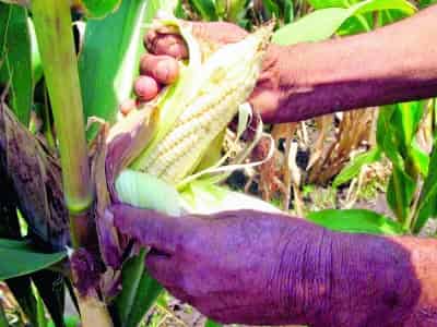 Se debe combatir la proliferación de la araña roja y café, ya que pueden generar fuertes pérdidas en la producción de maíz, sorgo y forrajes.