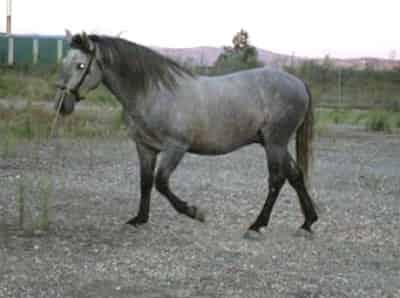 Hasta ahora se sabía que los caballos grises, nacen negros, pero gradualmente van perdiendo la pigmentación del pelaje.