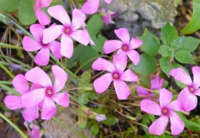 La Vinca de Madagascar es una planta perenne que crece en forma de arbusto con tallos rígidos, alcanza una altura de unos 60 cm. y da unas preciosas flores planas de de cinco pétalos, cuyos colores van del el blanco al rosa. Sus hojas son ovaladas. 
lh4.ggpht.com