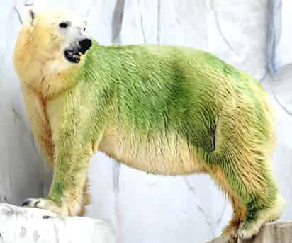 Las temperaturas altas en julio y agosto y los cambios de agua menos frecuentes debido a los esfuerzos de conservación del zoológico causaron un crecimiento de algas en el estanque dentro del foso de seguridad de los osos, explicó Kurobe. (AP)
