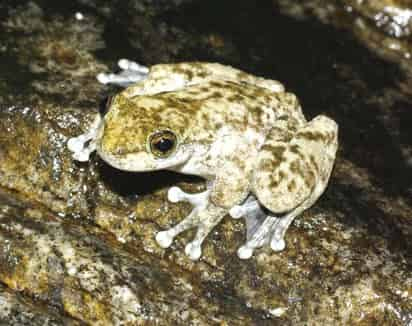 Las ranas de color marrón claro y manchas marrones oscuras se congregan en sitios con agua en movimiento. Hasta ahora se hallaron de 30 a 40 ejemplares. (AP)