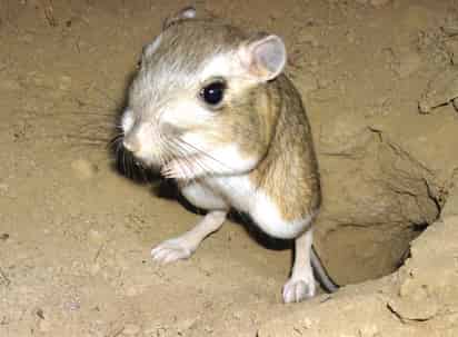 La rata canguro gigante (Dipodomys ingens) es un roedor nocturno llamado así por levantarse sobre sus patas traseras. (AP)