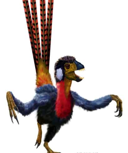 Científicos chinos han encontrado el fósil de una
nueva especie a medio camino entre los dinosaurios
terrestres y las aves, el Epidexipteryx hui, que estaba
cubierto de plumas, pero no podía volar. (EFE)